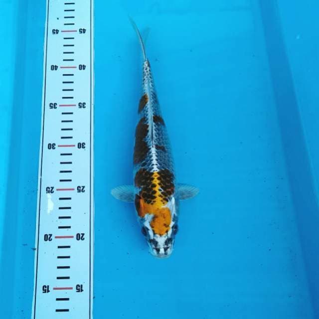NKC - yellow kujaku