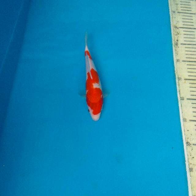 Kohaku Joos 25Bu