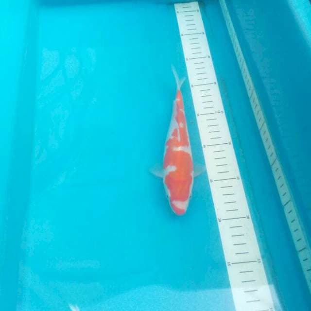 Kohaku