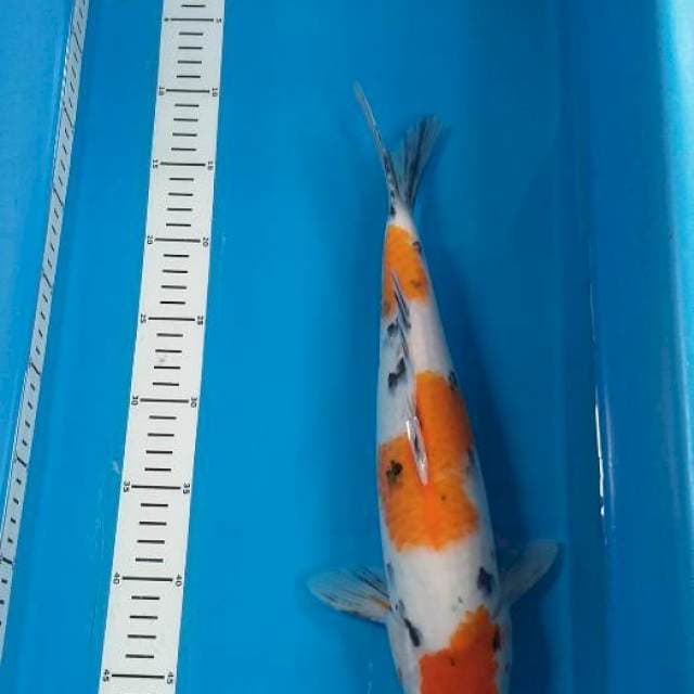 Sanke 38cm