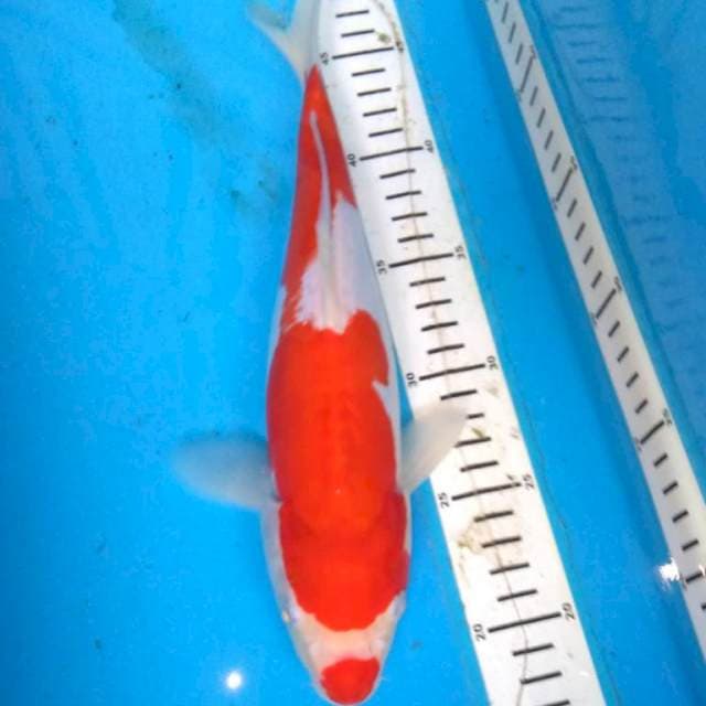 KOHAKU DOITSU MURNI