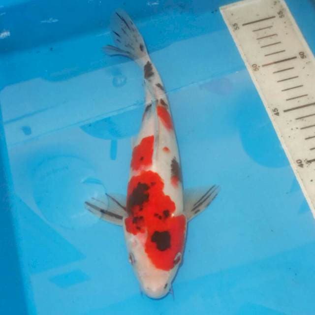 KINDAI SANKE