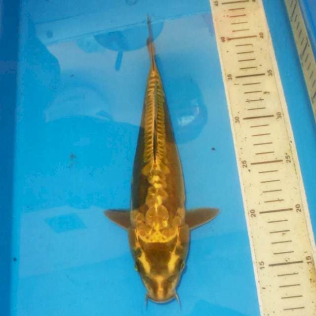 IKAN ANTIK