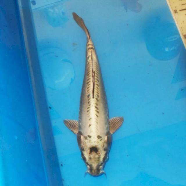 KIKO