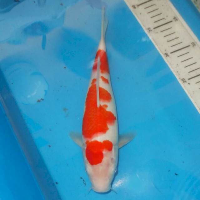 KOHAKU