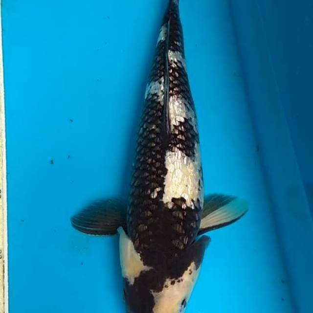 Shiro Ginrin 35cm