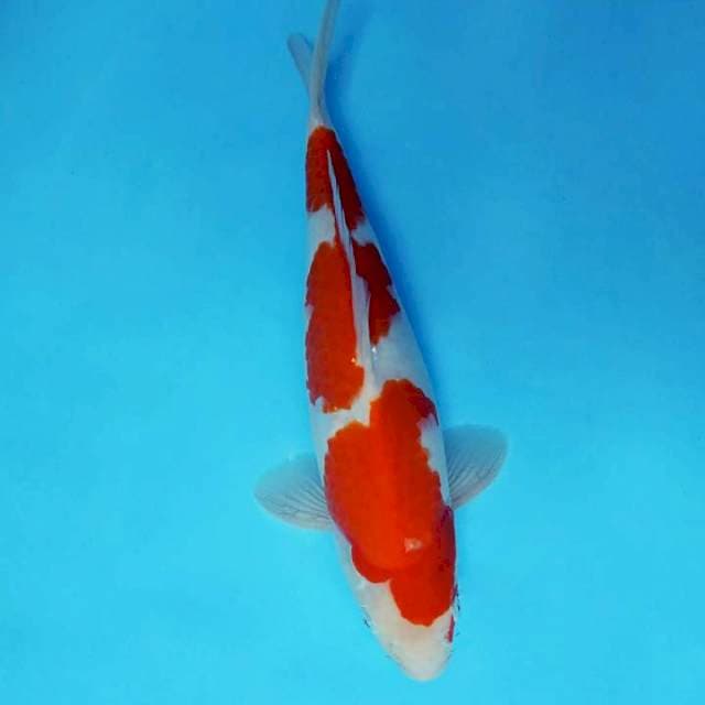 TORA 3 - KOHAKU 3 STEPS