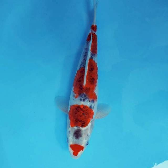 TORA 4 - GOSHIKI