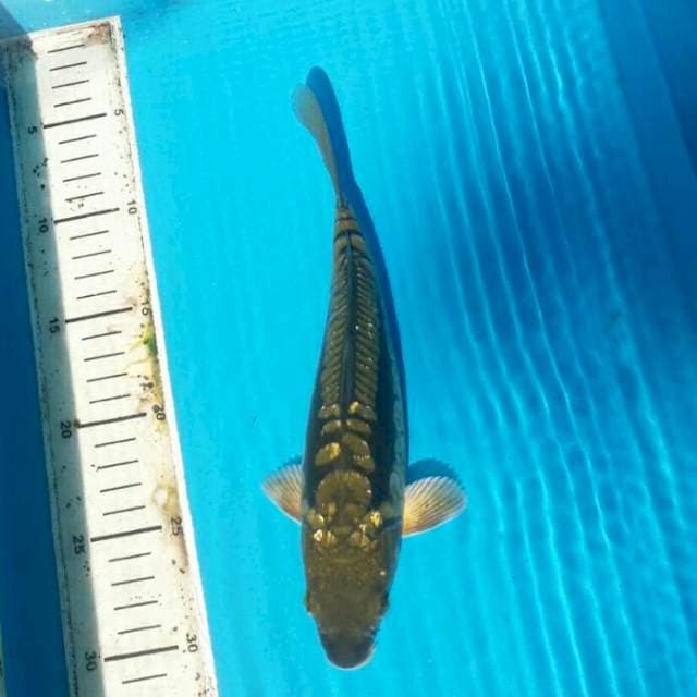 Sisik naga ginrin