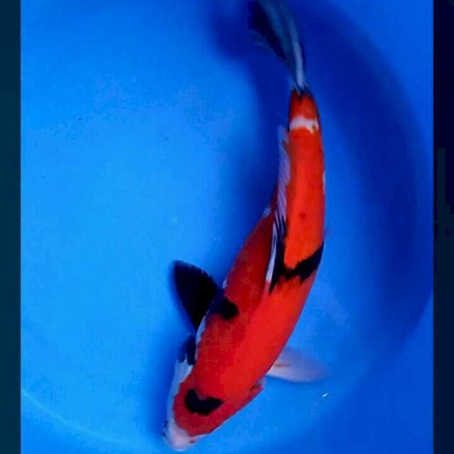 Red tatte male 33cm