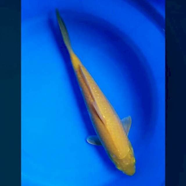 Karashi 32cm