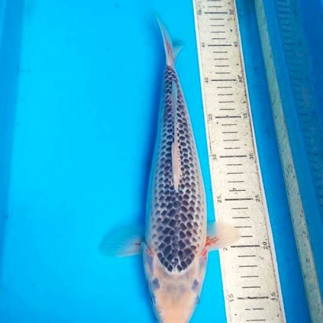 Asagi 35cm F1