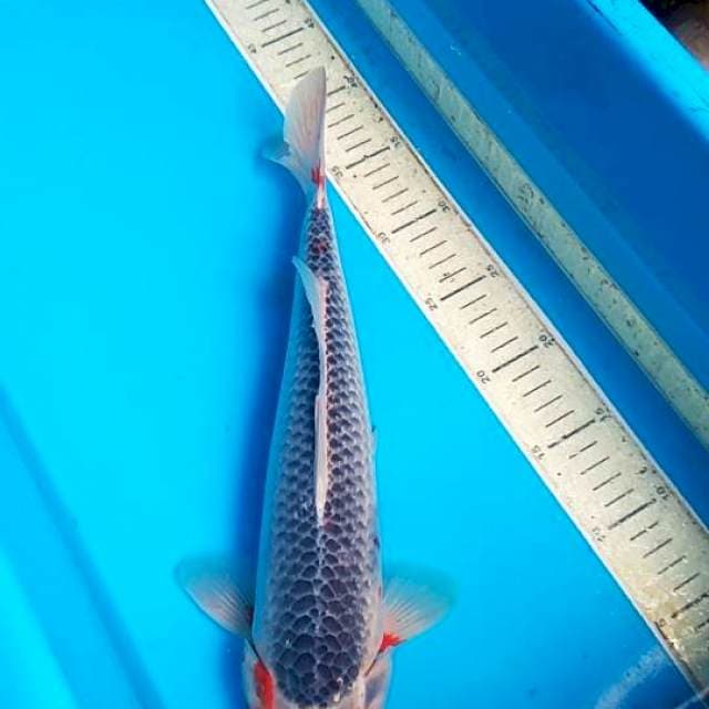 Asagi 39cm F1