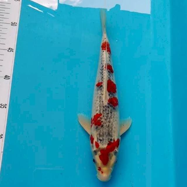 Domino Goshiki 32cm
