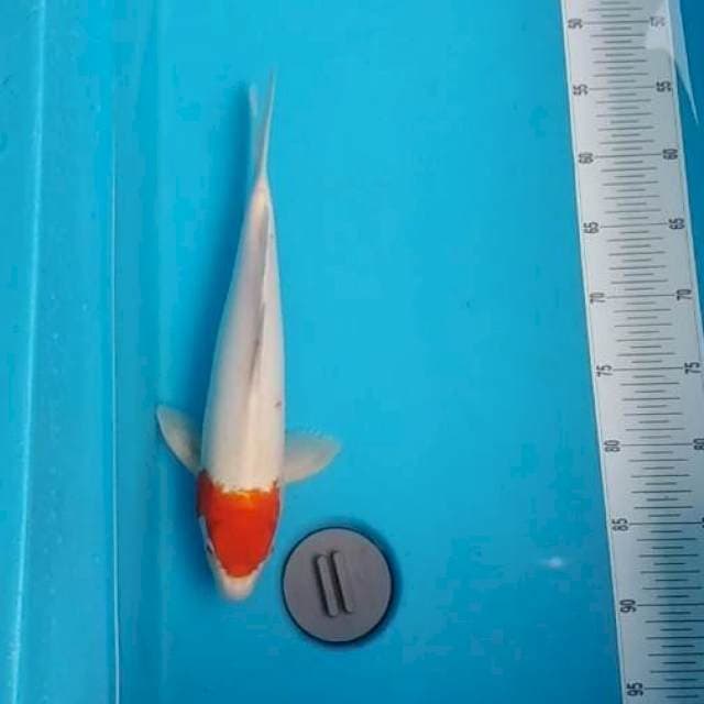 Original tancho 35cm