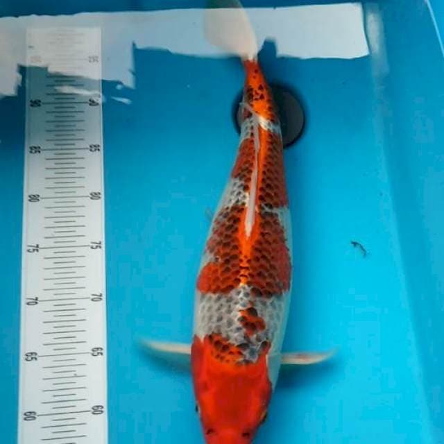 Jumbo original 45cm
