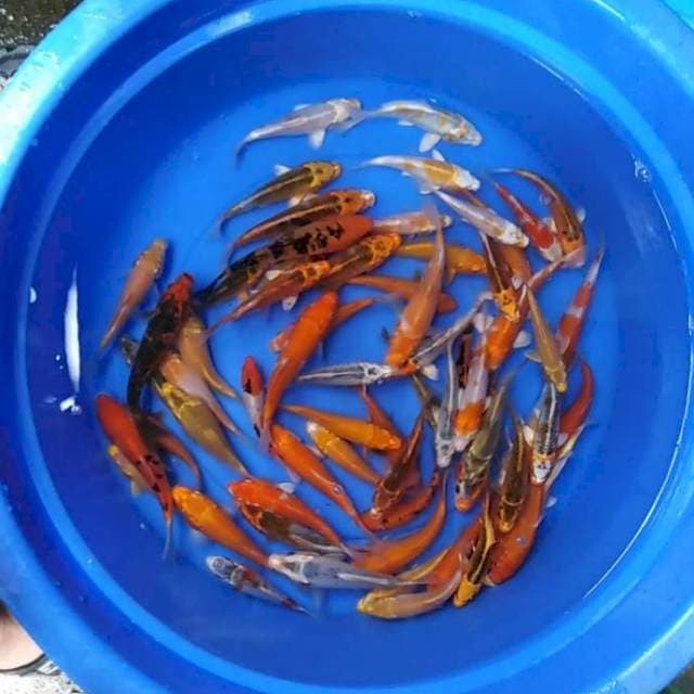 Paket mix jos 65 ekor