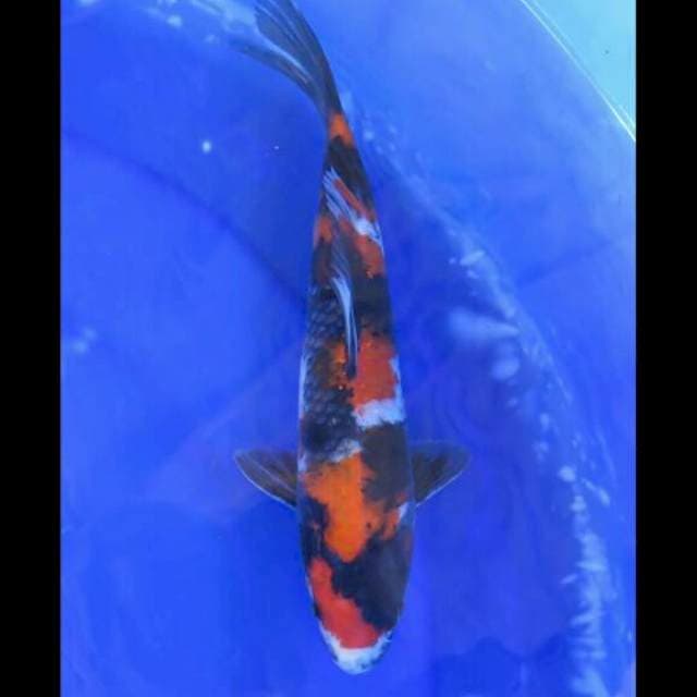 Showa Sanshoku Ori Pola Bagus Male - 24cm