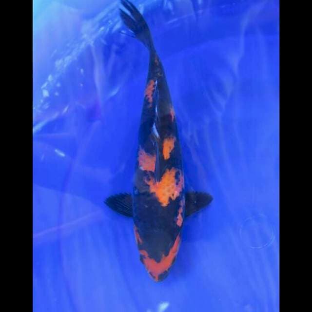 Hi Utsuri Sumi kualitas Female - 28cm