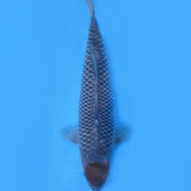 Tancho Ochiba Original - 34cm