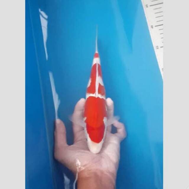 kohaku import 30bu super koleksi