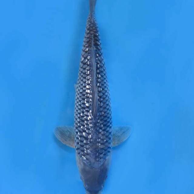 Soragoi Ginrin Bakat Jumbo Female - 39cm