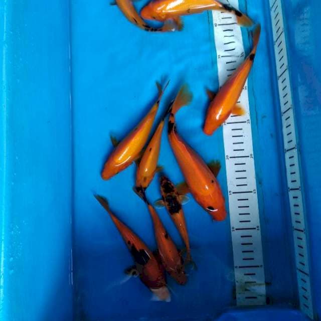 Paket kawari 10ekor