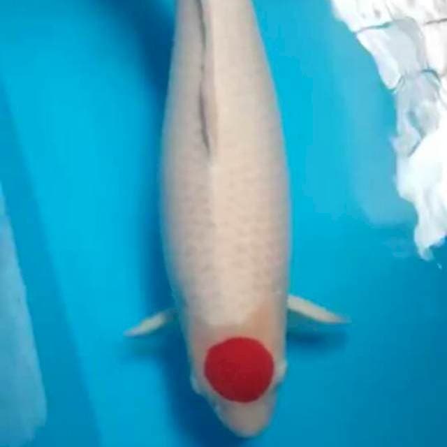 Tancho Kohaku 64cm