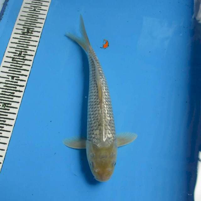 SORAGOI GINDRIN 28CM