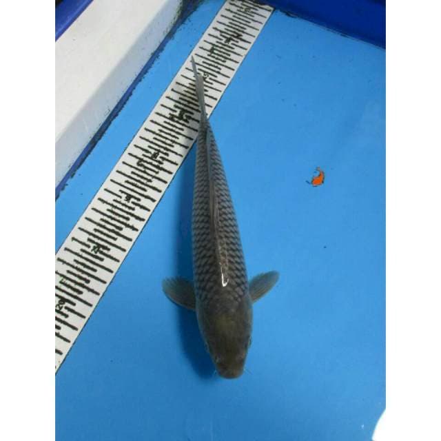 SORA GOI JARING RAPI 28CM