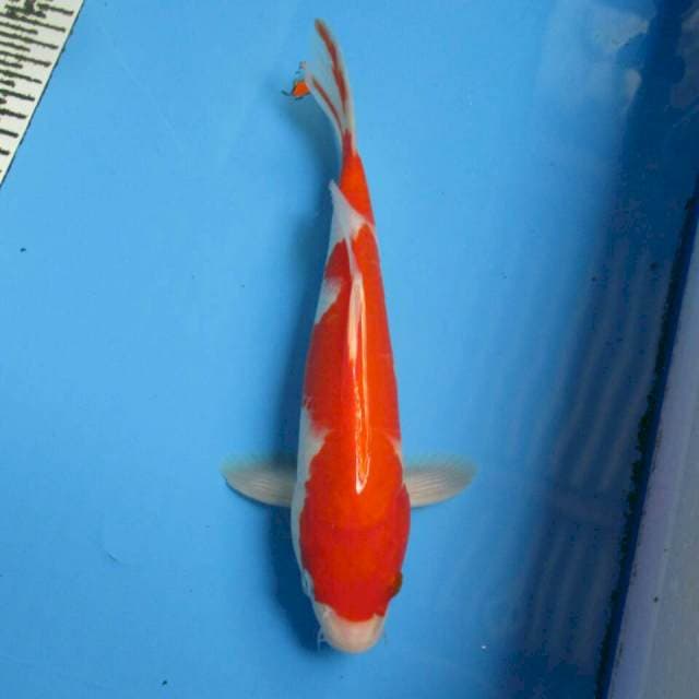 KOHAKU 27CM