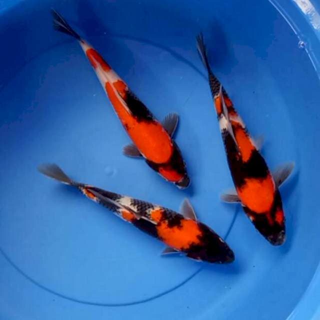 MIX RED SHOWA & HISHOWA