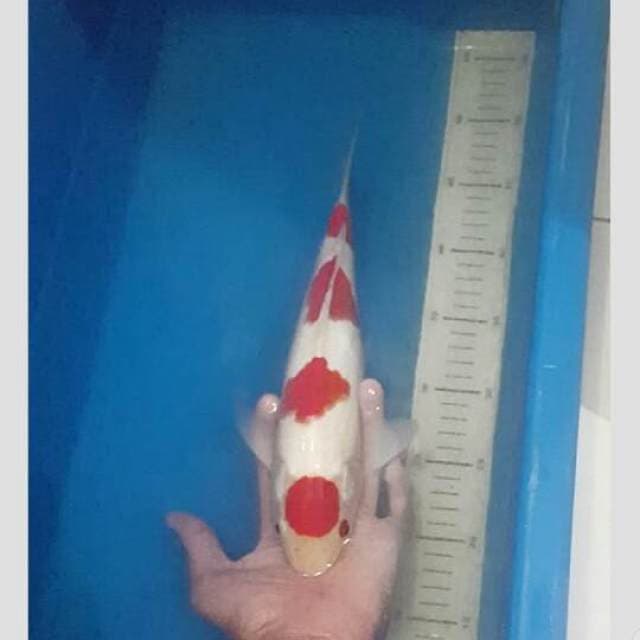 kohaku koleksi super 40bu