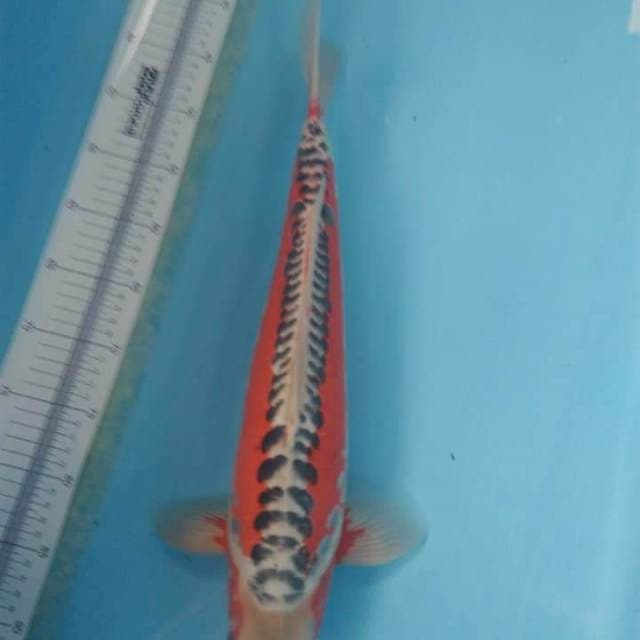 Shusui Prima Koi