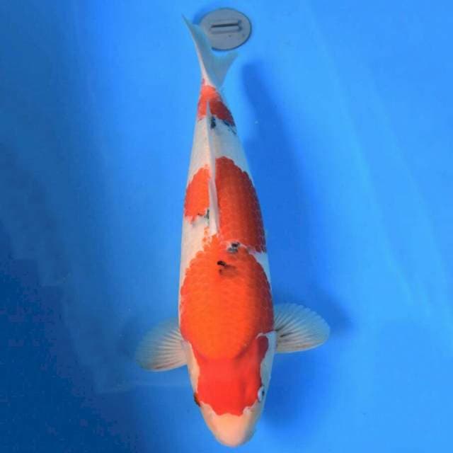 Sanke Sakai Female 55cm