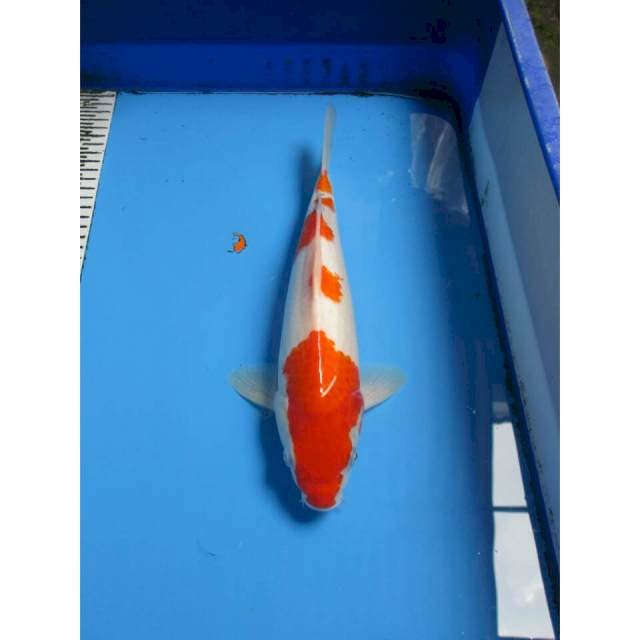 SANKE 33CM