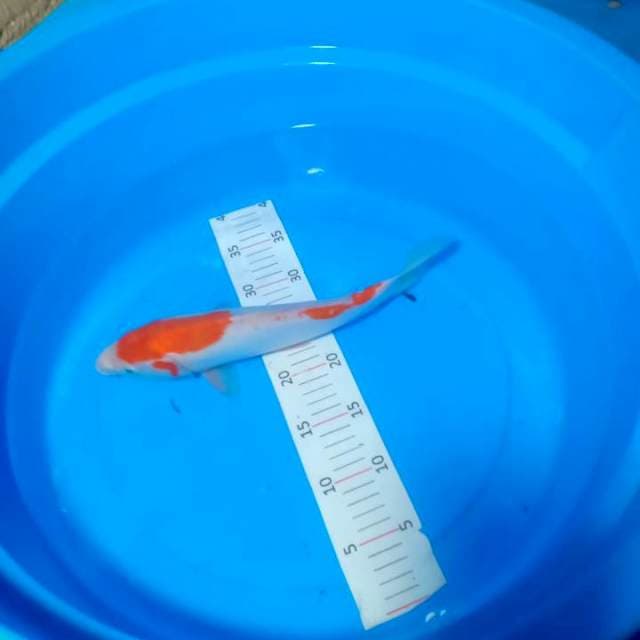 Kohaku