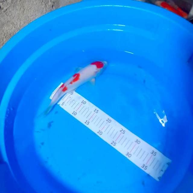 Kohaku merah dsrah