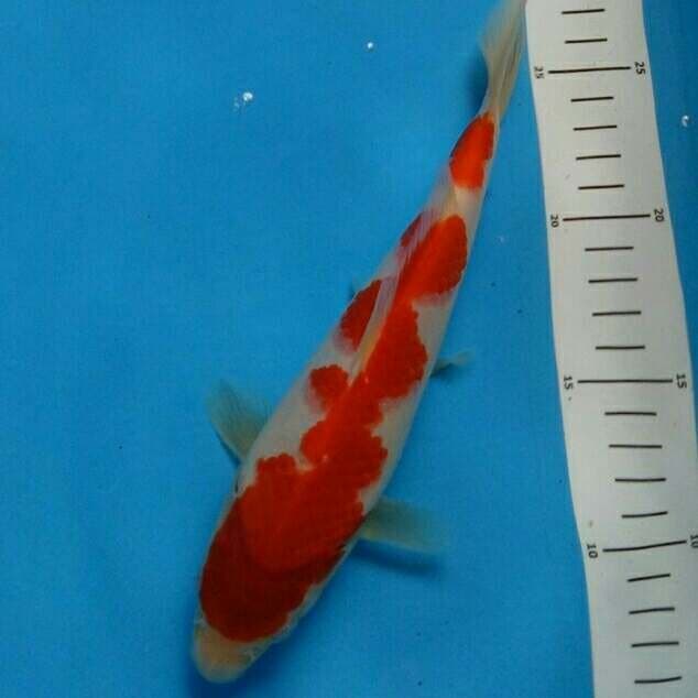 Super RED 23 cm