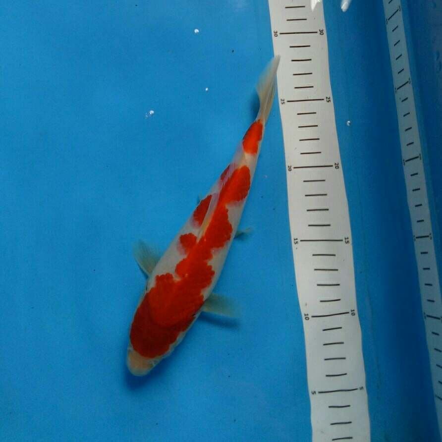 Super RED 23 cm