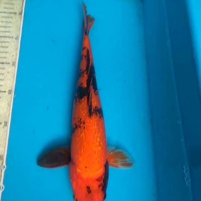 Hiu Ginrin 34cm