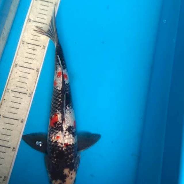 Showa Ginrin 35cm