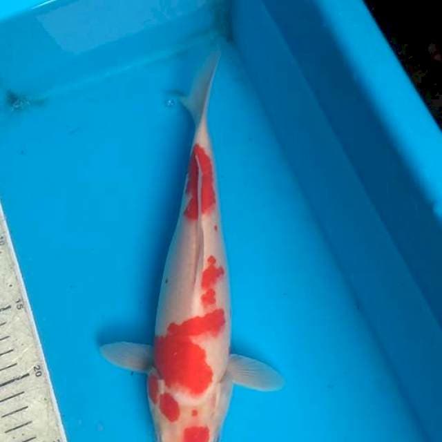 Kohaku 30cm