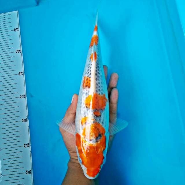 Yoshiki jumbo33cm