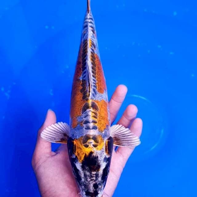 Kin Kikokuryu Antik