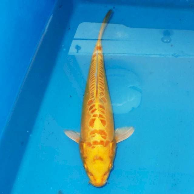 YAMABUKI OGON