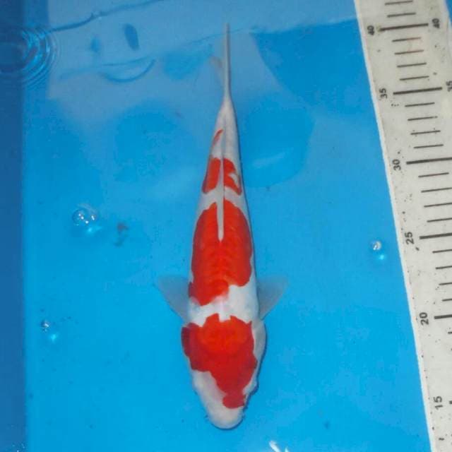 KOHAKU 3STEP