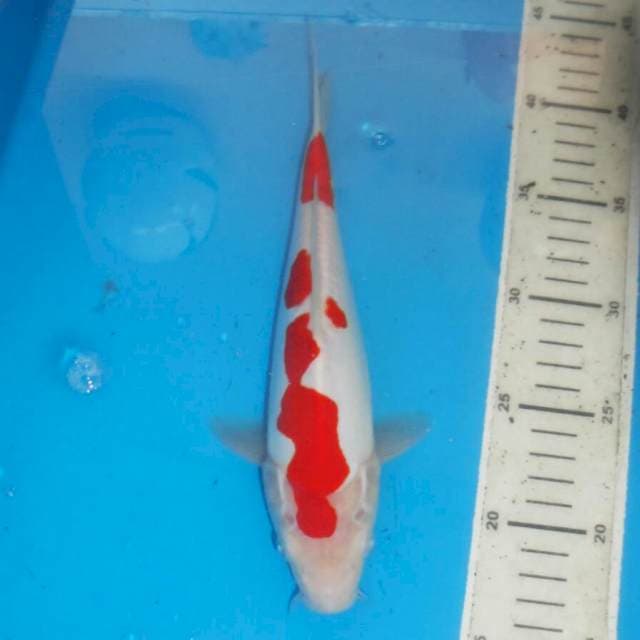 KOHAKU ABSTRAK