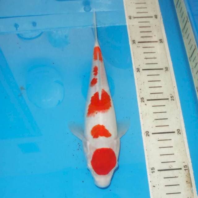 KOHAKU APIK