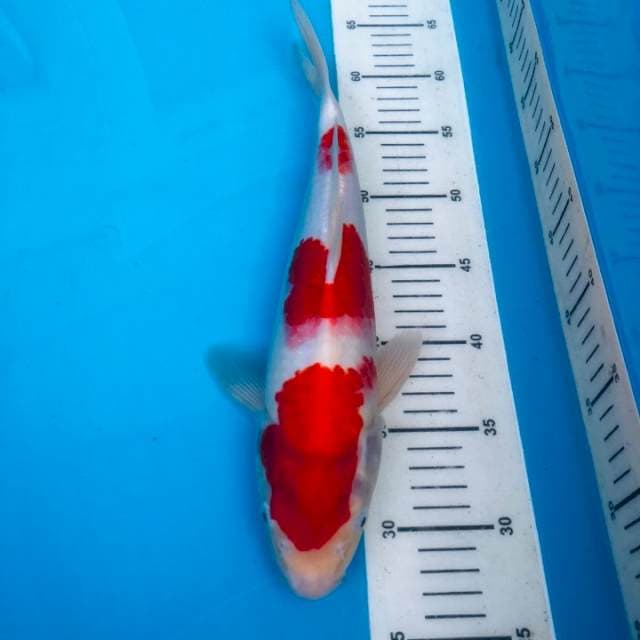Kohaku High Quality